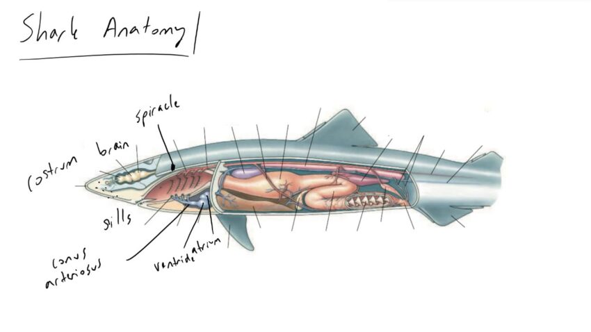 Shark anatomy Shark anatomy