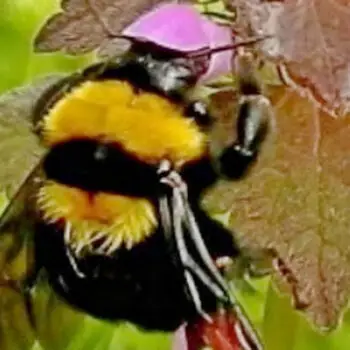 Should Bumblebees be able to Fly?