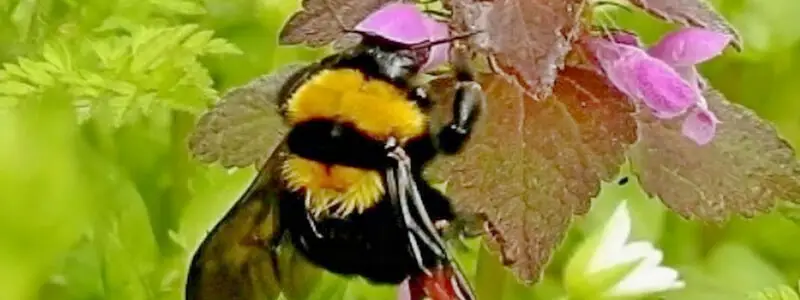 Flight of the Bumblebee