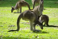 Kangaroos Eating Grass