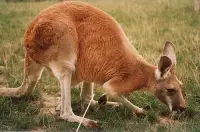 What do Kangaroos Eat