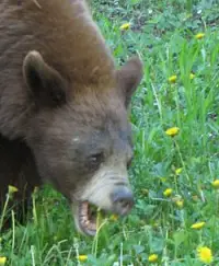 Bear Eating Dandelions