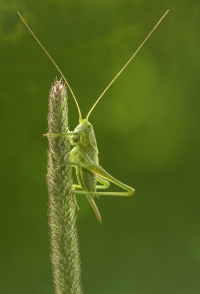 Brush Cricket Eating Vegetation