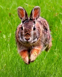 Eastern Cottontail Rabbit In Grass