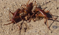 Crickets Eating Dead Cricket