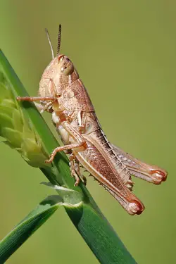 Grasshopper Eating