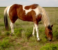 Horse Eating Grass