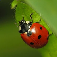 Ladybug Hunting Aphids