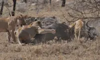 Lions Eating a Buffalo
