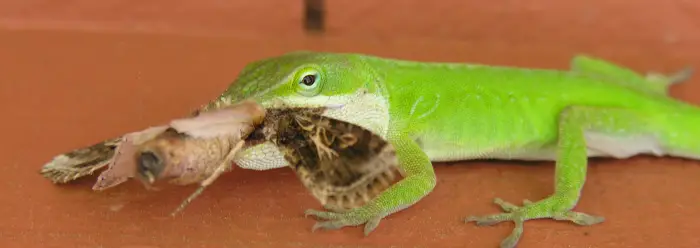 Lizard Eating a Moth