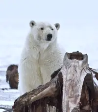 Polar Bear Eating On Whale Carcass