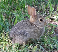 Rabbit Eating Grass