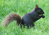 Squirrel Eating Nut