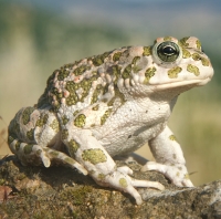 Toad Hunting