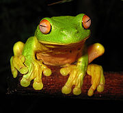Tree Frog