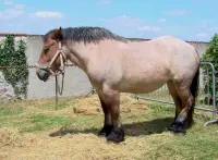What do horses eat