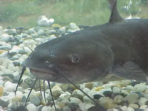 What do Catfish Eat