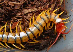 What do Centipedes Eat