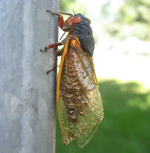 what do cicadas eat