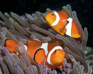 What do Clown Fish Eat