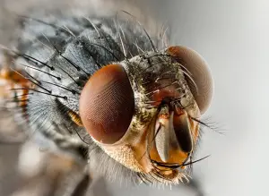 what do flies eat