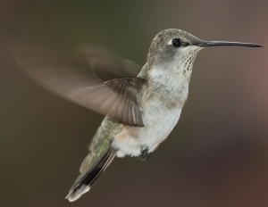 what do hummingbirds eat