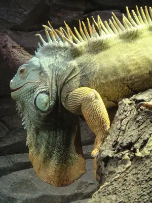 What do Iguanas Eat