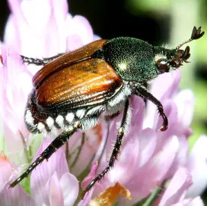 What do Japanese beetles eat
