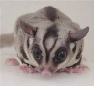 What do Sugar Gliders Eat