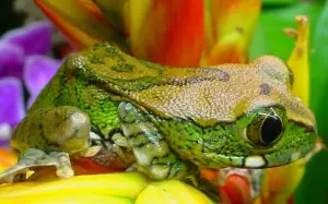 What do Tree Frogs Eat