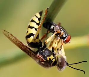 What do Wasps Eat