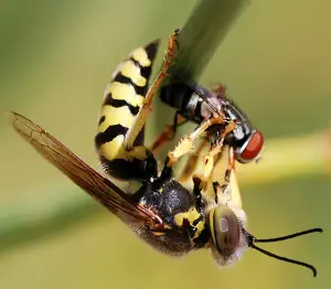 What-do-Wasps-Eat What do Wasps Eat
