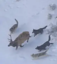 Wolves Hunting Elk