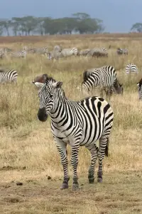 Zebras Eating Grass