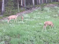 Deer Eating