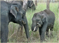 Elephant Eating Grass