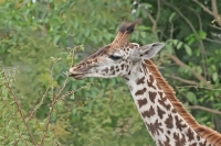 Giraffe Eating