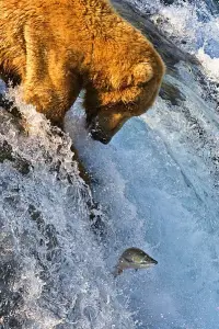 Grizzly Bear Fishing For Salmon