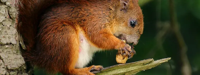 Squirrel Eats