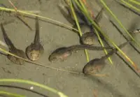 tadpole food