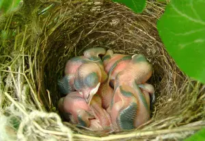 what do baby birds eat