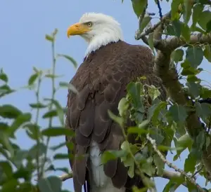 what do bald eagles eat