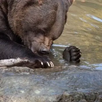 What do Bears Eat?