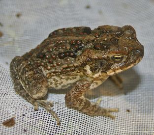 what-do-cane-toads-eat