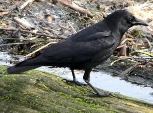 what do crows eat