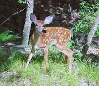 what do deer eat