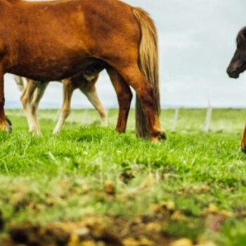 What do Horses Eat?