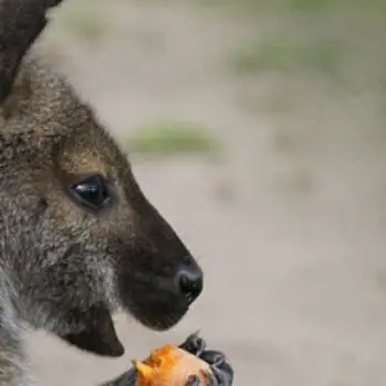 What do Kangaroos Eat?