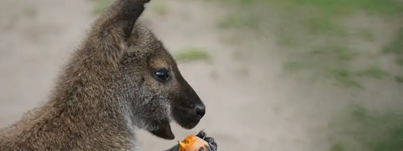 what does a Kangaroo Eat