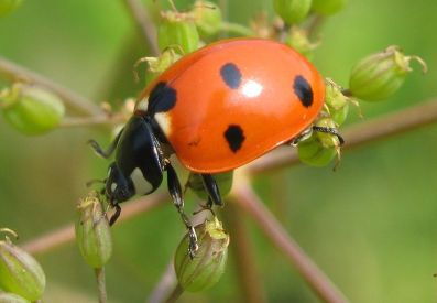 what-do-ladybugs-eat